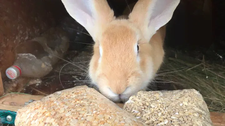Делаем зерно смесь для кроликов 🐇 какое зерно лучше давать кроликам?