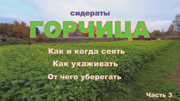 Горчица выросла. Сидераты- горчица. Как и когда сеять горчицу, как ухаживать и от чего уберегать !
