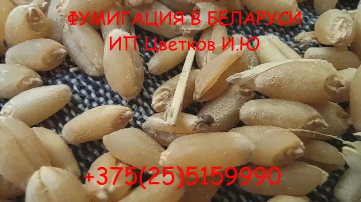 Газовая дезинсекция/фумигация/газация зерна и зернопродуктов от амбарных вредителей. Работаем по РБ.