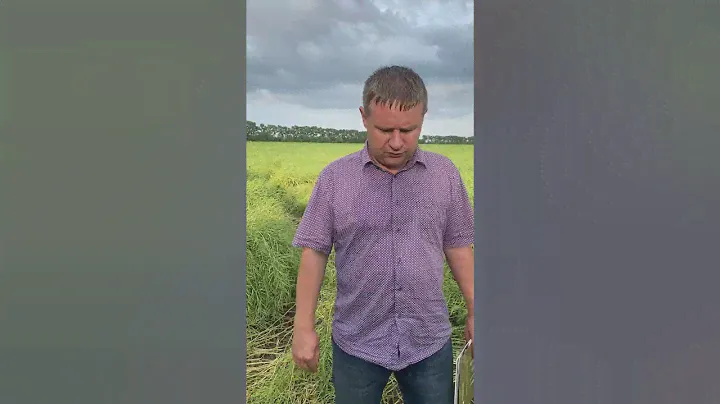 30 ц/га Рапса !!! Схема выращивания🌾🌱 Племпродуктор Чистюньский.