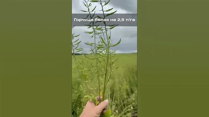 Горчица белая на 2,5 т/га: секреты выращивания и урожайности