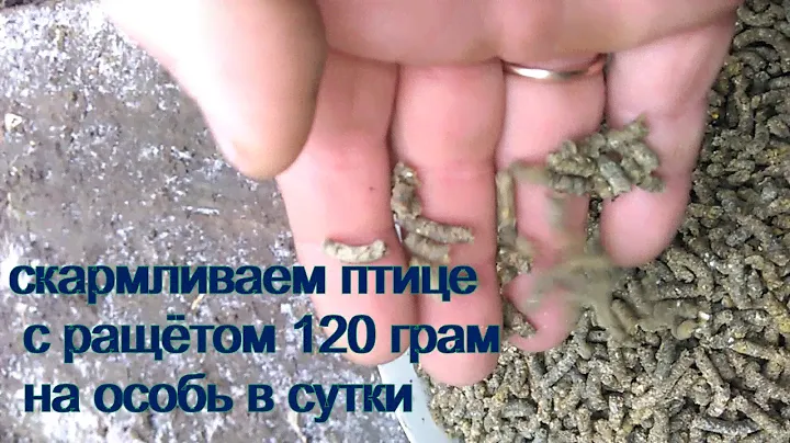 Изготовление комбикорма для кормления кур несушек из смеси экструдованого зерна.