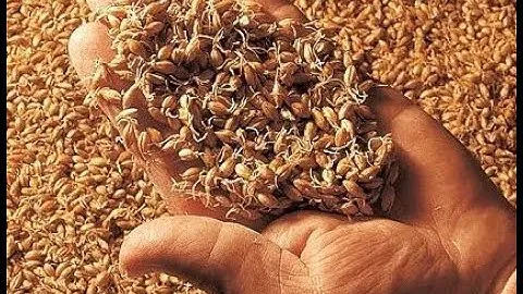 Пшеничная брага без сахара.Брага из зеленого солода. Пшеничный самогон