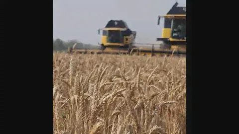 Уборка Пшеницы 2021. Продажа зерно, пшеница, ячмень, кукуруза, цены, рынок, россия. экспорт.