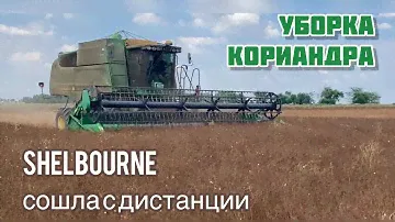 Уборка кориандра разными жатками