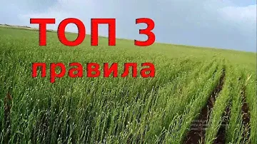 Главное правило при выращивание льна!