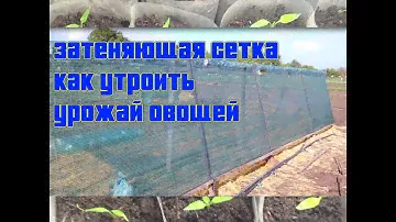 Выращивание томатов, огурцоф, перца, баклажан / Как утроить урожай овощей / Солнцезащитная сетка