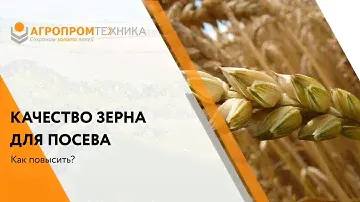 Качество зерна  для посева - как повысить?
