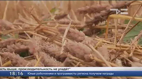 Миллион тон зерна