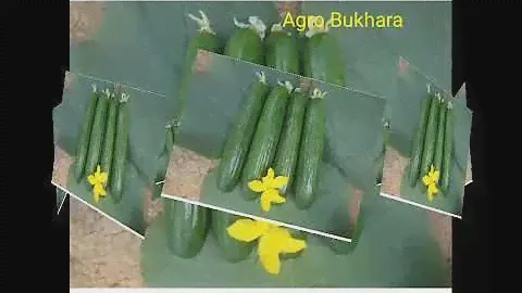 Мелен F1. COCUMBER. Melen F1. Нави. Осейни Сорт. Зимний сорт