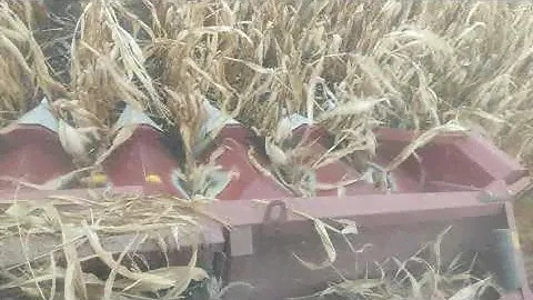 кукуруза на зерно (за 5 минут до дождя)