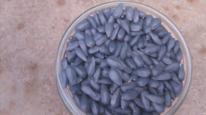 Розпаковка семена подсолнечника Seed Grain,Grand Semens, Aгротехнология.