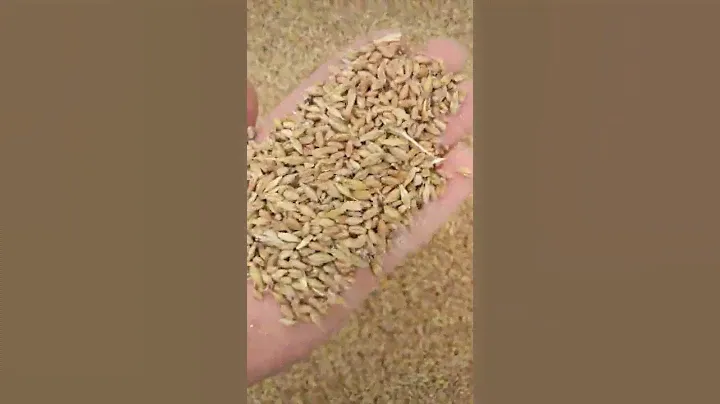 Пшеница, ячмень.