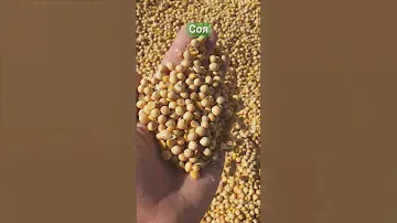 Соевые бобы Фасовка👍