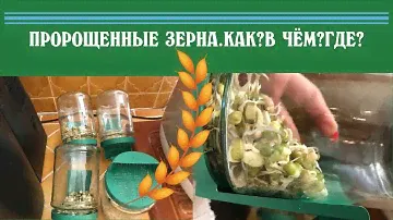 КАК Я ПРОРАЩИВАЮ ЗЕРНА.ЗЕЛЁНАЯ ГРЕЧКА И СОЯ.🌿