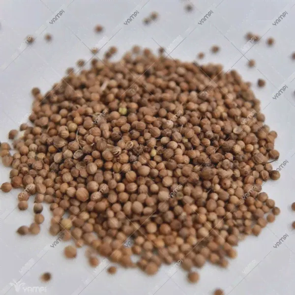 Кориандр зерно-0
