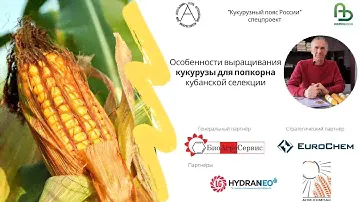 Кукуруза для попкорна кубанской селекции. Особенности выращивания