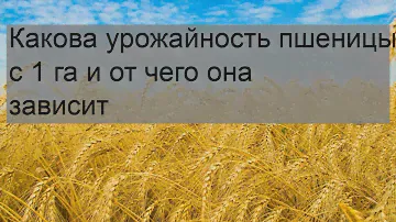Какова урожайность пшеницы с 1 га и от чего она зависит