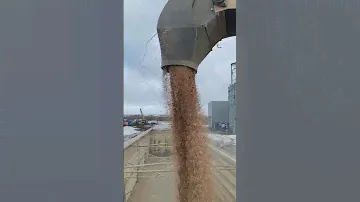 Загрузка зерна в зерновоз зима ❄️ 2023 #загрузка #зерно #зерновоз