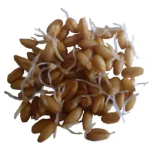 Полба для проращивания (зерно), 25кг