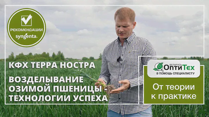 Технология возделывания озимой пшеницы в КФХ Терра Носта. Нормы сева озимой пшеницы, защита Сингента