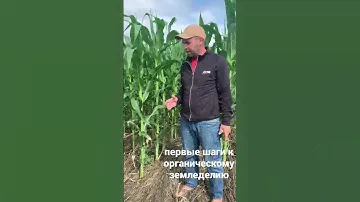 Кукуруза на зерно посевная в озимую рожь