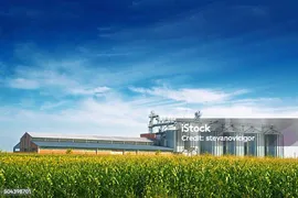 Зерно Silos В Кукурузном Поле — стоковые фотографии и другие картинки Силосная башня - Силосная башня, Кукуруза, Кукуруза - урожай