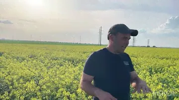 No-till 2022:Горчица посеянная в зимующий горох . Состояние на 31.05.22
