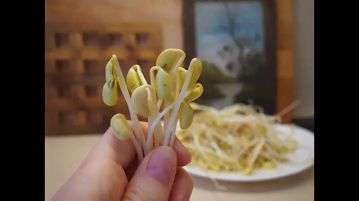 Корейская кухня: Как прорастить сою (соевые бобы) 콩나물