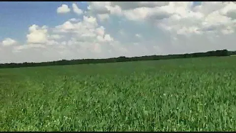 Совместные посевы яровой пшеницы и люпина