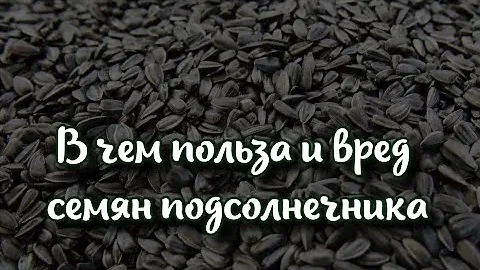 В чем польза и вред семян подсолнечника советы от Аниты Луценко