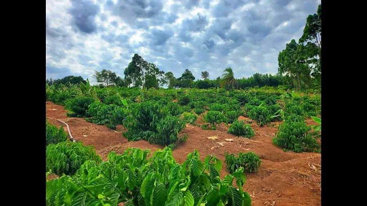 Coffee Farming in Uganda