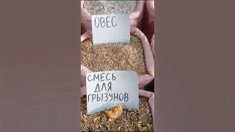 Москва, Корма и Зерно-смеси для Птицы в наличии и на Заказ! 89268270624 Игорь!