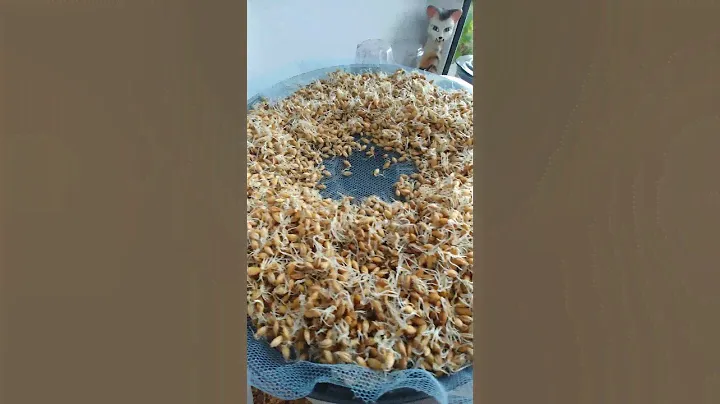 Ячменный солод. Здоровое питание. Barley malt.