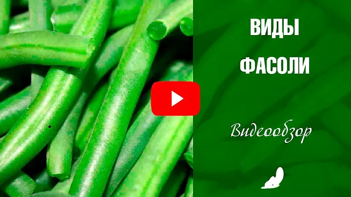Виды фасоли 🌱 Выбираем семена❗ Зерновая и Спаржевая фасоль