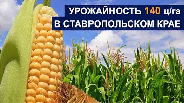 140 центнеров с гектара в Ставропольском крае? Умеем и практикуем!