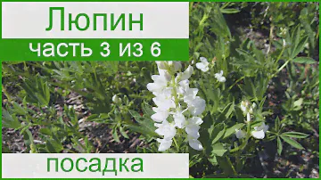 🌾 Посадка люпина в саду: как и когда сажать люпин