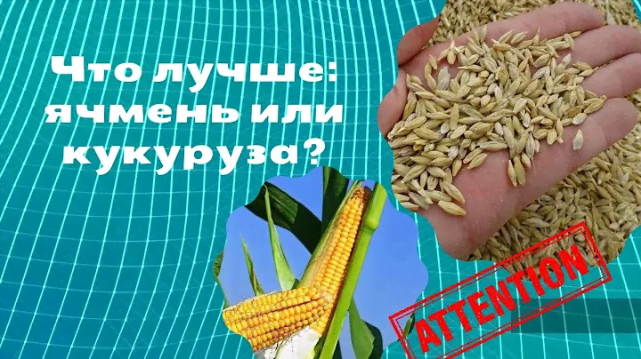 Что лучше: ячмень или кукуруза?