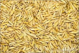 Зерно,пшеница,горох,ячмень,овёс,просо,кукуруза