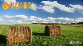 Сено, сено в кипах и рулонах. Зерно и комбикорма