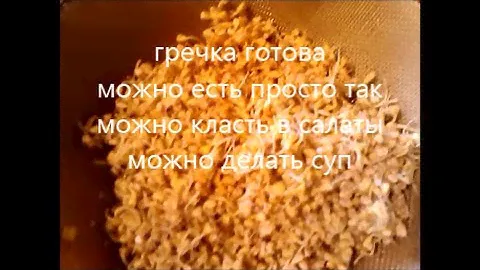 Проращивание зеленой гречки(часть-1)