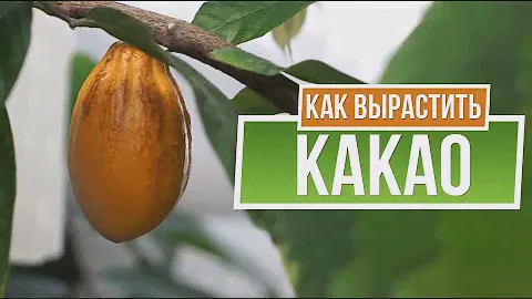 Как вырастить какао дома ☘ Шоколадное дерево