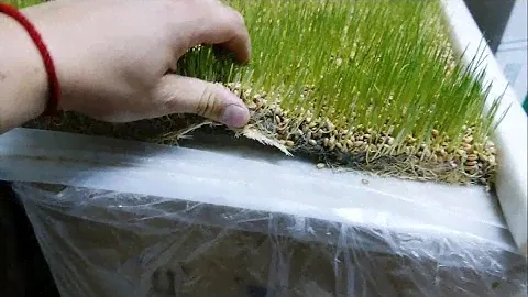Рецепт браги на пророщенной пшенице и диких дрожжах!!!