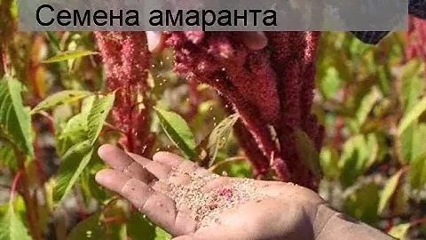 Семена амаранта