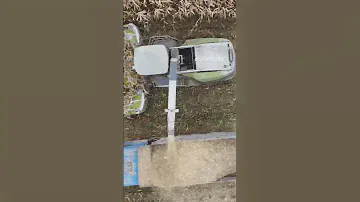 На Оршанщине завершается уборка кукурузы