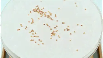 Семена амаранта «Поппинг» (Amaranth popping), серия «От автора»