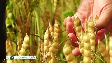 Выращивание Люпина белого. Система биозащиты и питания