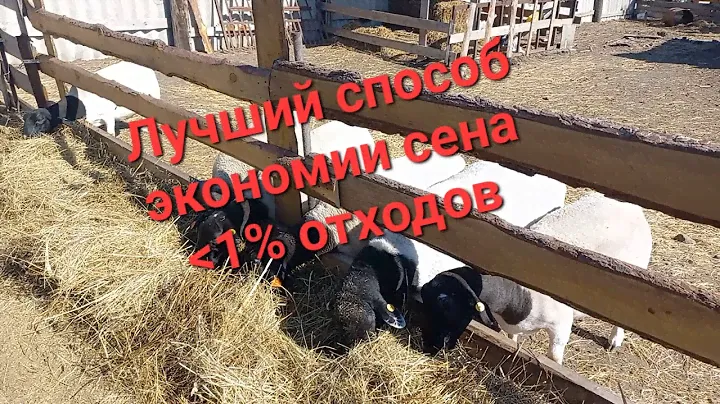 ✅️ Менее 1% отходов сена при кормлении овец Дорпер, Лучшее решение, кормовой стол