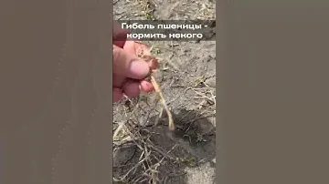 Гибель пшеницы - кормить некого