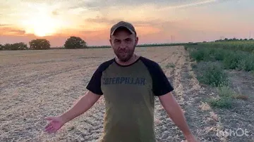 Горох на зерно . No-till 2022. Итог .